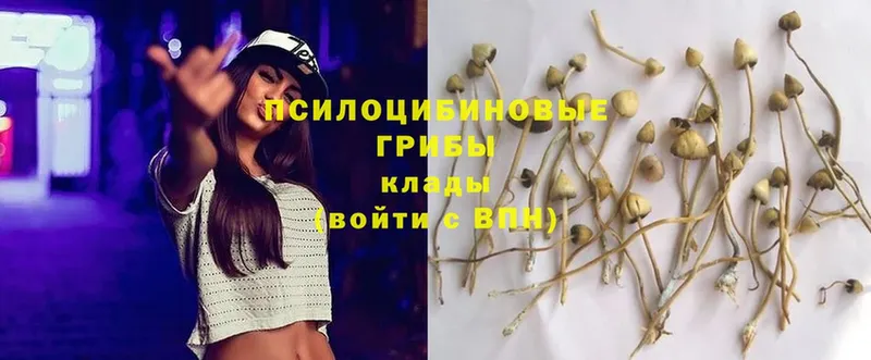 Галлюциногенные грибы Psilocybe  Краснокамск 